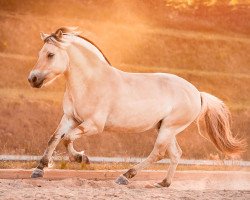 horse Nils Holgerson (Fjord Horse, 2013, from Helge)