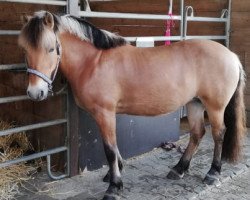 horse Fjinka (Fjord Horse, 2009, from Havik IV)