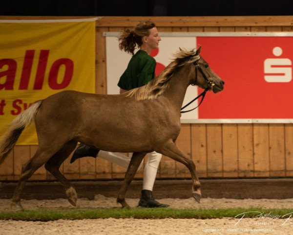 Zuchtstute StPrSt Lucya (Deutsches Classic Pony, 2016, von KC's Best Boy von Clus)