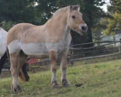 horse Joschi (Fjord Horse, 1993, from Jon Halsnæs)