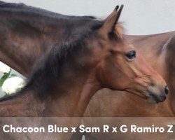 Pferd Occali (KWPN (Niederländisches Warmblut), 2019, von Chacoon Blue)
