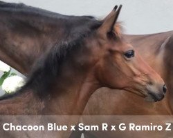 jumper Occali (KWPN (Royal Dutch Sporthorse), 2019, from Chacoon Blue)