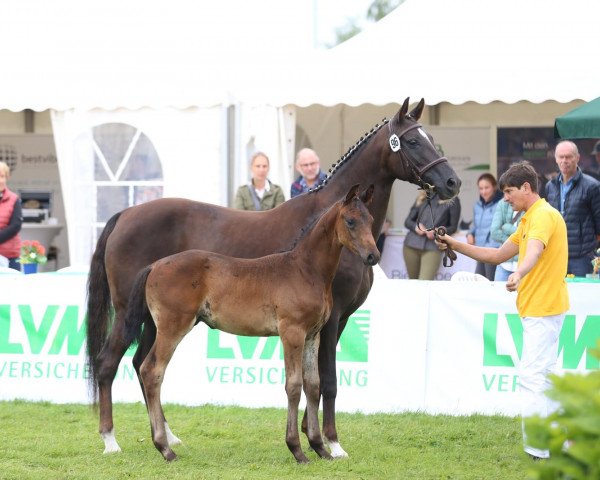 dressage horse Frankenbach Final Fabio (Westphalian, 2019, from For Final)