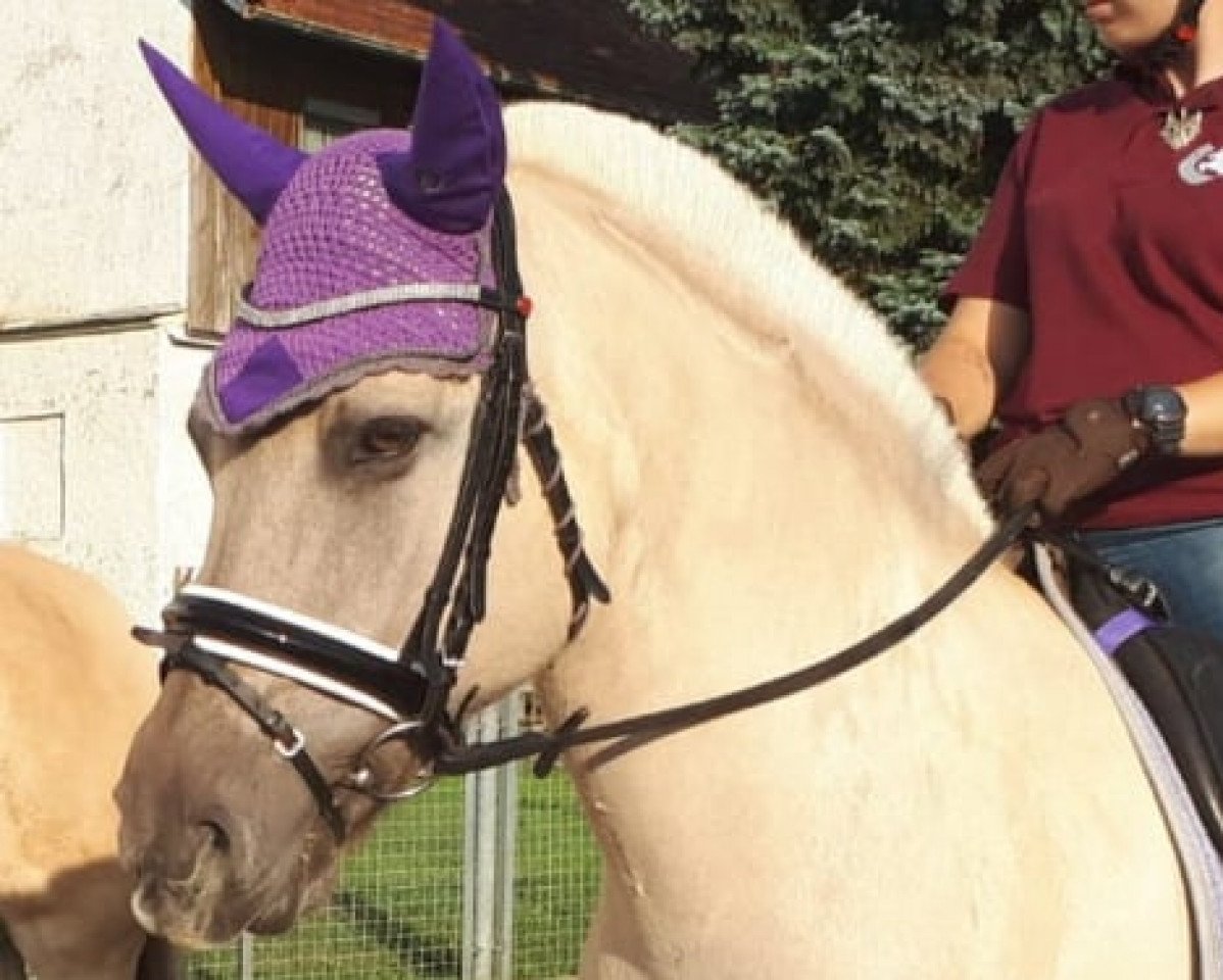 broodmare Iris (Fjord Horse, 2002, from Ragnar)