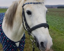 horse Meikel (Welsh-Pony (Section B), 2002, from Glantir Macaulay)