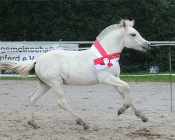 horse Faizah (Fjord Horse, 2021, from Komosens Pinocchio)