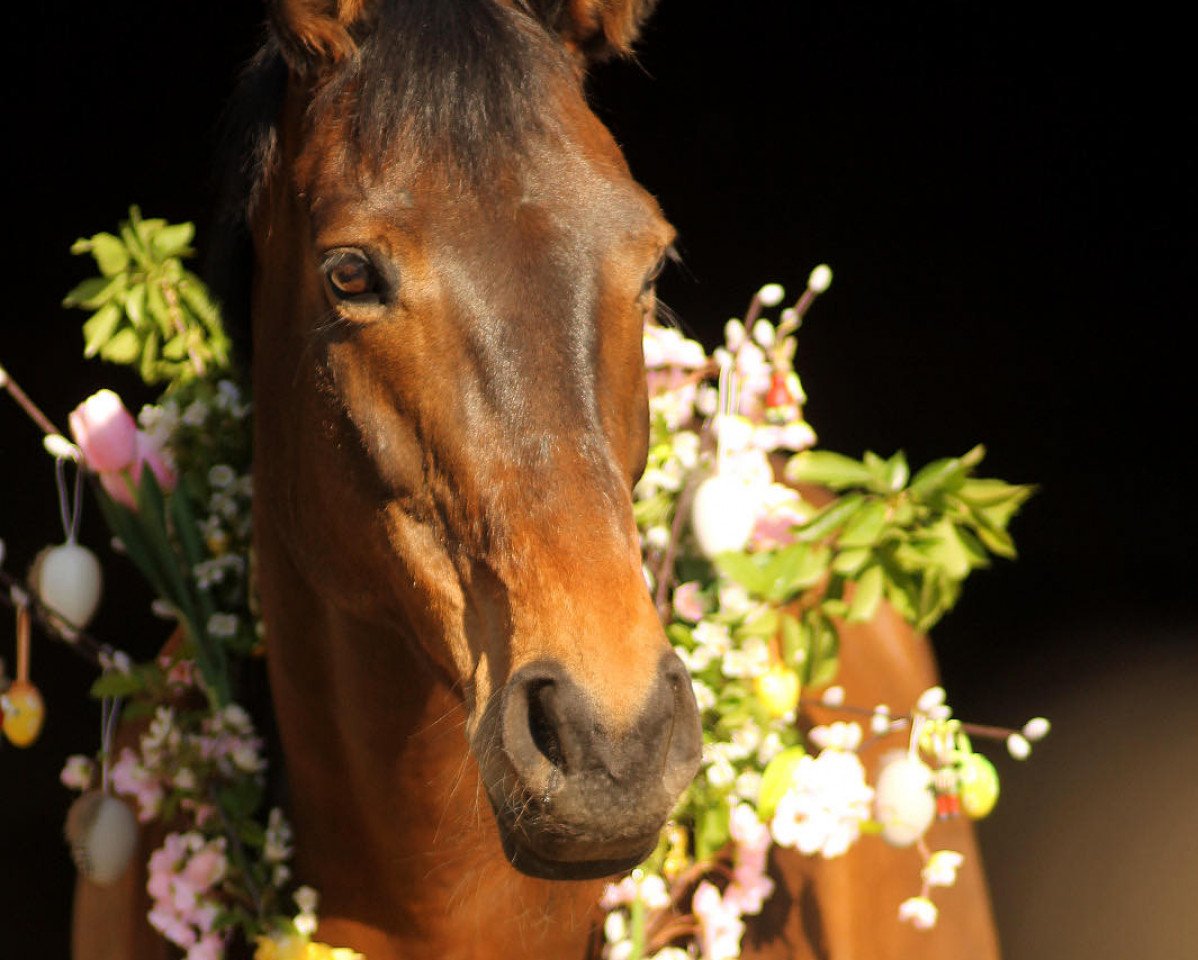 broodmare Bonni Fire (Trakehner, 2008, from Interconti)