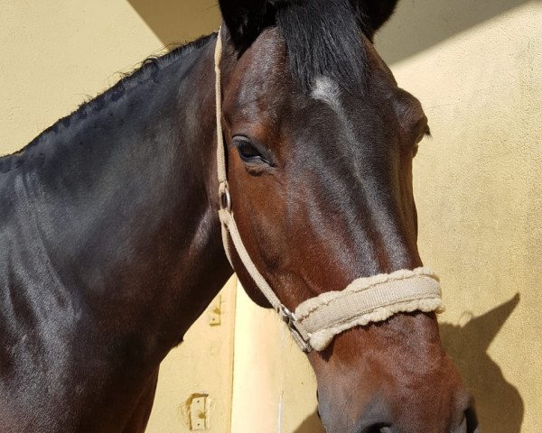 dressage horse La Fayette 42 (Heavy Warmblood, 1999, from Lordano)