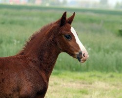 Pferd Sir Roadster (Oldenburger, 2019, von Sir Donnerhall I)