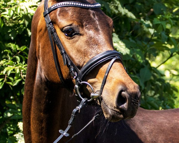 dressage horse Hirtenromanze (Oldenburg, 2015, from For Romance I)