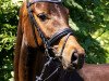 dressage horse Hirtenromanze (Oldenburg, 2015, from For Romance I)