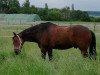 horse Ludwig (Hessian Warmblood, 1998, from Lone Star)