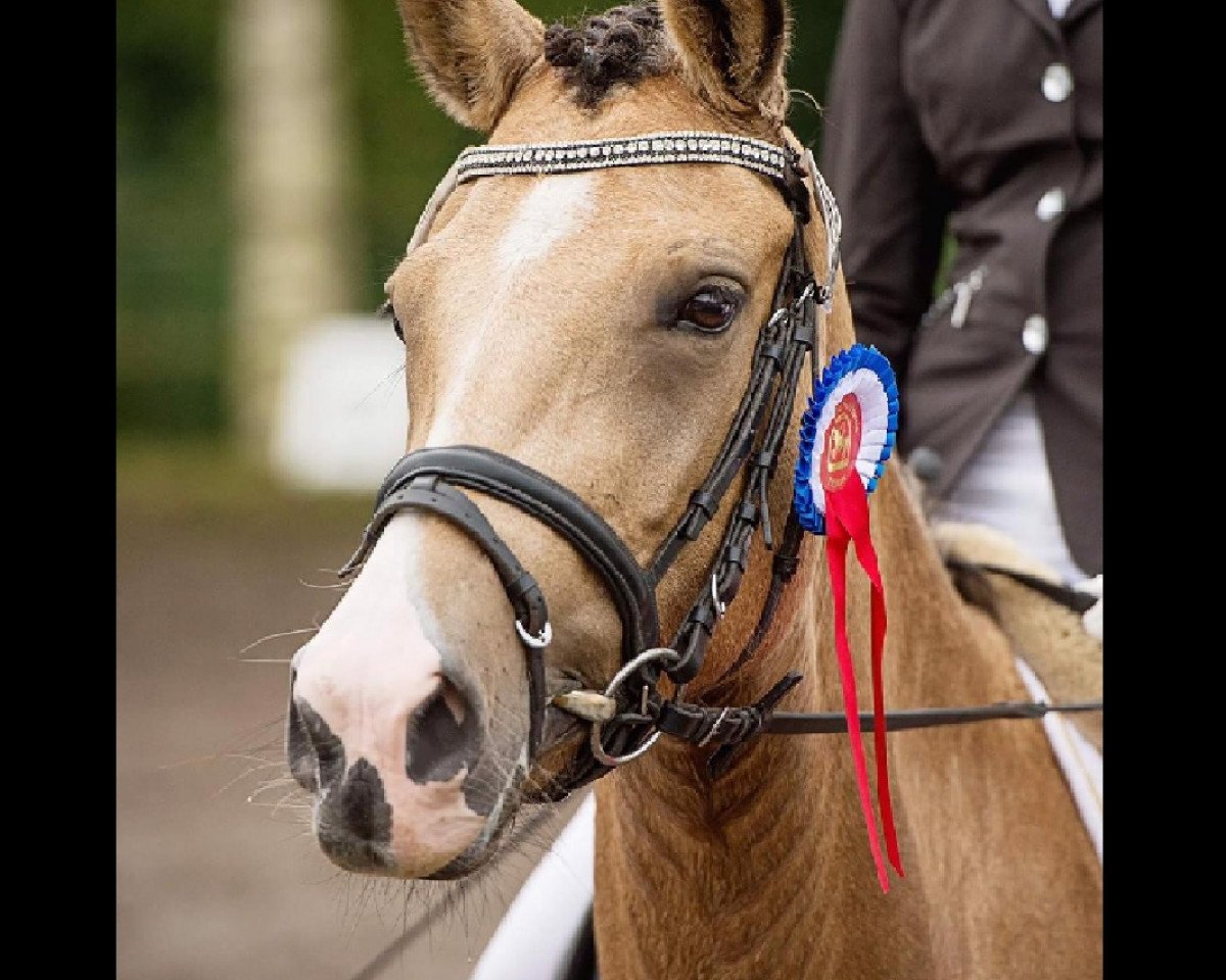 broodmare Diva Donella WE (German Riding Pony, 2011, from Can Dance 3)