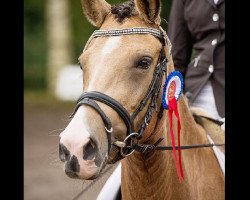 Zuchtstute Diva Donella WE (Deutsches Reitpony, 2011, von Can Dance 3)