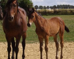 dressage horse Hengst von Florenz / Riccio (Westphalian, 2019, from Florenz 71)