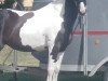 jumper Ilaras moonglow (KWPN (Royal Dutch Sporthorse), 2013)