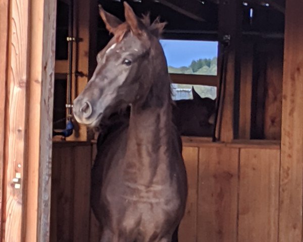 dressage horse Fabienne (Hanoverian, 2019, from Fürst Jazz)