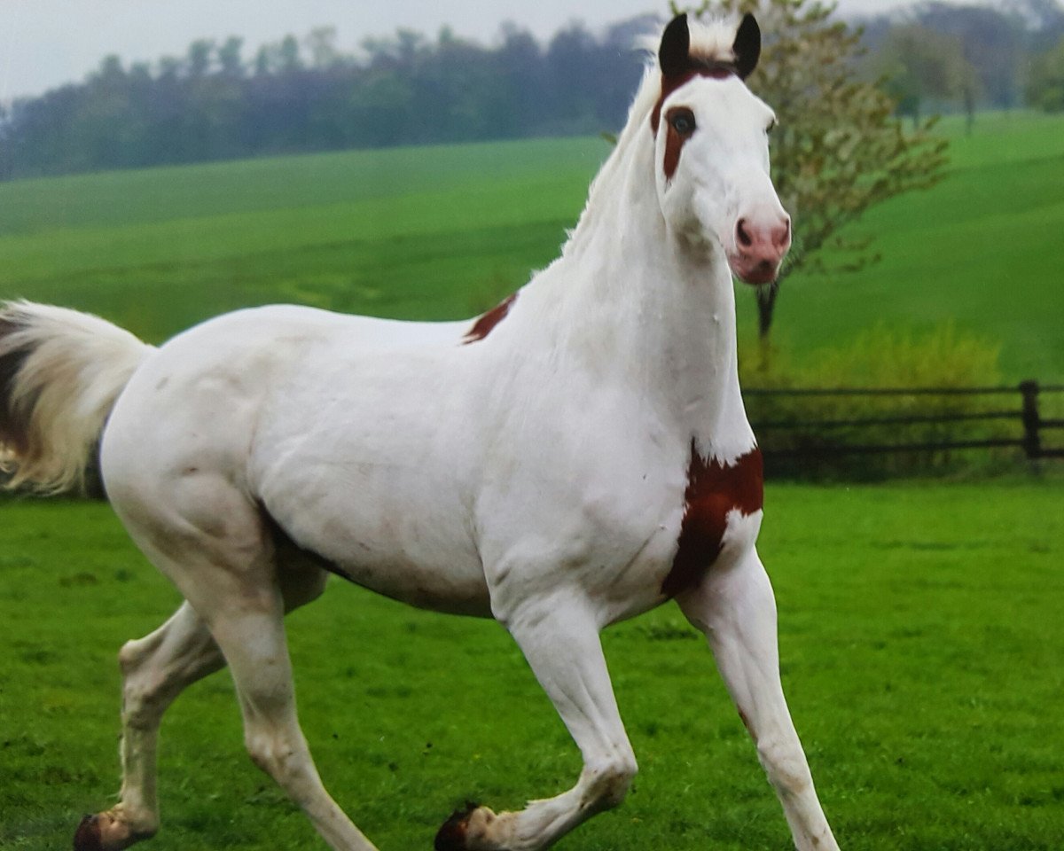 jumper Prince Smokey (Selle Français, 2002)