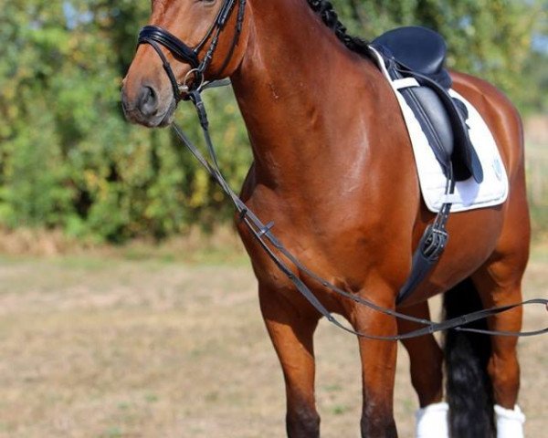horse Carlos 715 (German Sport Horse, 2008, from Casero Della Caccia)