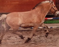 horse Kasper (Fjord Horse, 2012, from Kjartan)