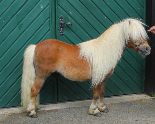 stallion Rambler van de Aanfangsweg (Shetland pony (under 87 cm), 2001, from Fairy Goldsmith)