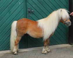 Deckhengst Rambler van de Aanfangsweg (Shetland Pony (unter 87 cm), 2001, von Fairy Goldsmith)