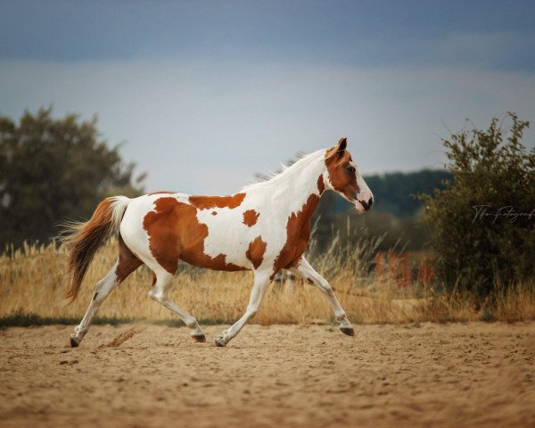 broodmare Shakira (Pinto / Small Riding Horse, 2005, from Asterix)