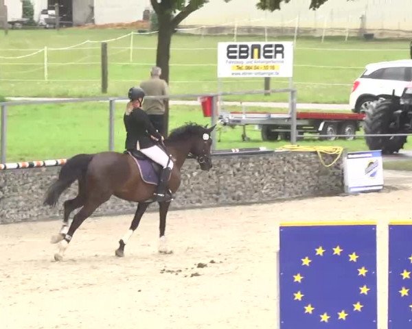 Reitturnier Ingolstadt-Hagau 2016