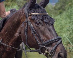 horse Ibolo (Thoroughbred, 2008, from Big Shuffle xx)