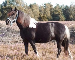 broodmare Bonny M (Lewitzer, 2006, from Bigsby)