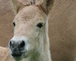 horse Karl der Große (Fjord Horse, 2019, from Kjartan)