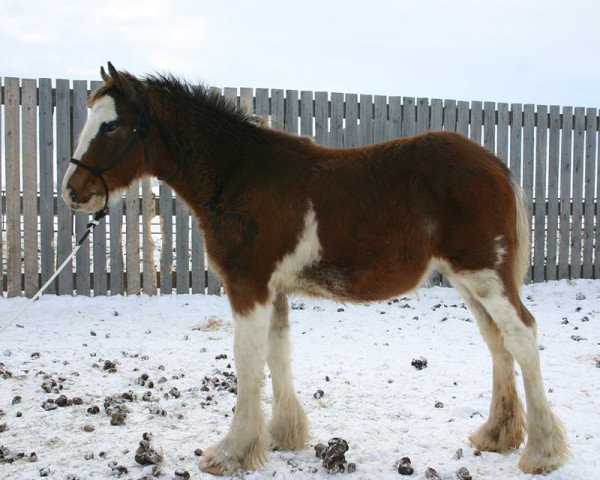 broodmare Battle River Brenna (Clydesdale, 2013, from Willow Way Bacardi)