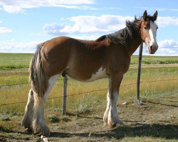 horse Amethyst Merlin (Clydesdale, 2013, from Renaissance Thor God of Thunder)