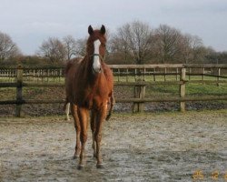 dressage horse L'Epi d'or (Westphalian, 2001, from Lord of the Dance)