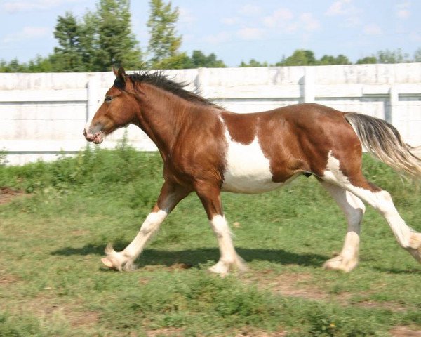 Pferd Amethyst Mario (Clydesdale, 2013, von Renaissance Thor God of Thunder)