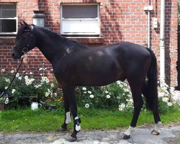 dressage horse Darklight (German Riding Pony, 2017, from Dreidimensional AT NRW)