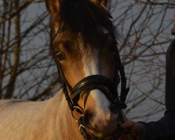 dressage horse Diamond 110 (German Riding Pony, 2012, from Diego P)