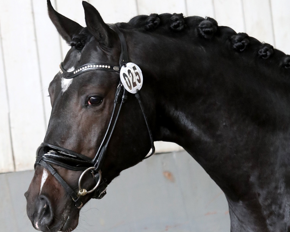 Dressurpferd Magic de Luxe CH (Schweizer Warmblut, 2015, von Métall)