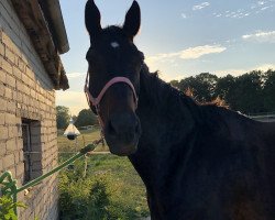 jumper C'est la vie 158 (German Warmblood, 2007, from Con Sherry)