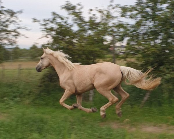 Pferd BANDOLERO 1 (Hispano-Araber, 2015)