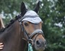 Dressurpferd Top Balino's Ballerina (Welsh Pony (Sek.B), 2008, von Top Balino)