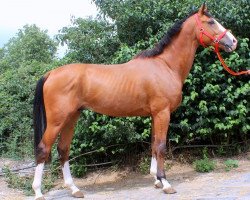 horse Larenzo (KWPN (Royal Dutch Sporthorse), 2016, from Quasimodo vd Molendreef)