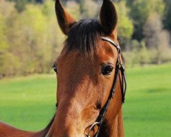 Zuchtstute Caladonia CH (Schweizer Warmblut, 1992, von Coeur de Nuit)