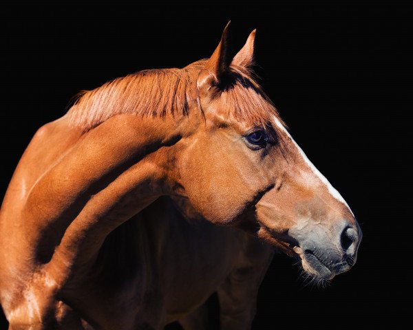 dressage horse Samson (Trakehner, 2010)