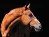 dressage horse Samson (Trakehner, 2010)