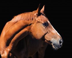 Dressurpferd Samson (Trakehner, 2010)