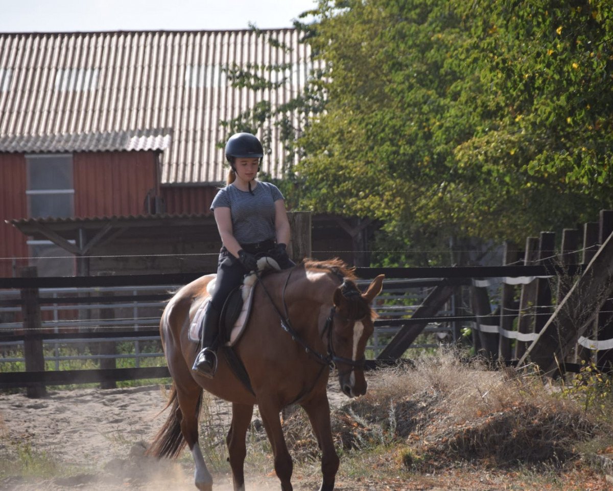 dressage horse Marie-France II (Trakehner, 2001, from Angard)