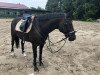 dressage horse Dustin 243 (German Riding Pony, 2003, from Dino B)