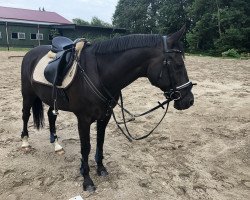 dressage horse Dustin 243 (German Riding Pony, 2003, from Dino B)