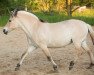 broodmare Ophelia (Fjord Horse, 1986, from Ohlsen)